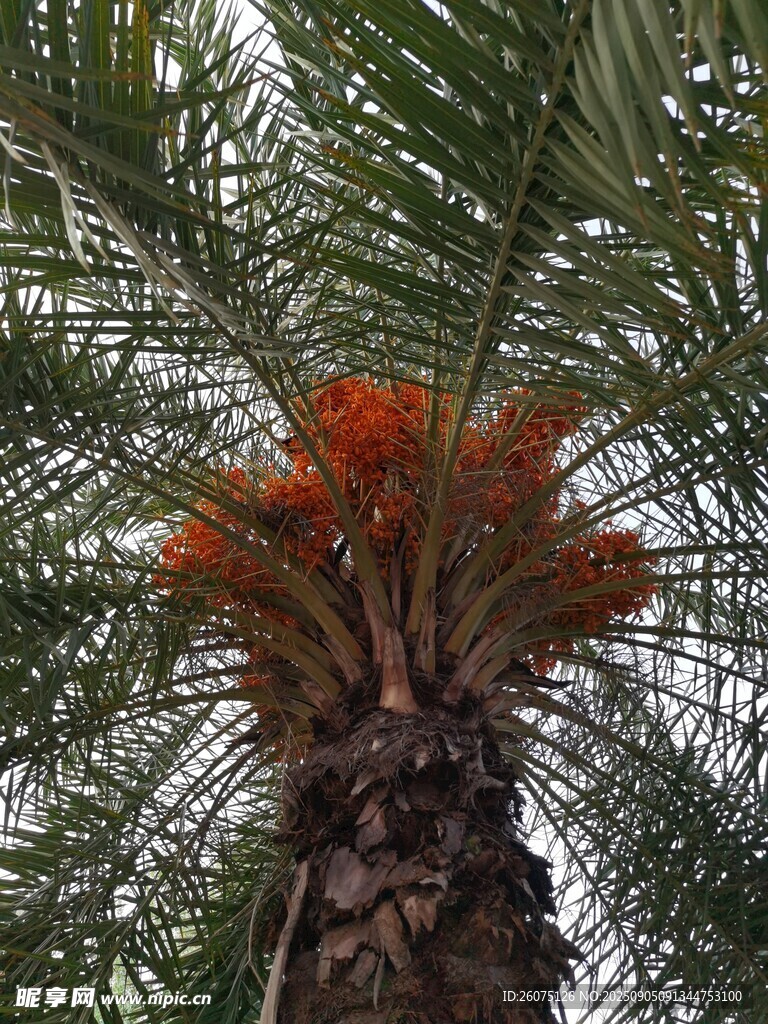 棕櫚樹的艷麗紅色果穗