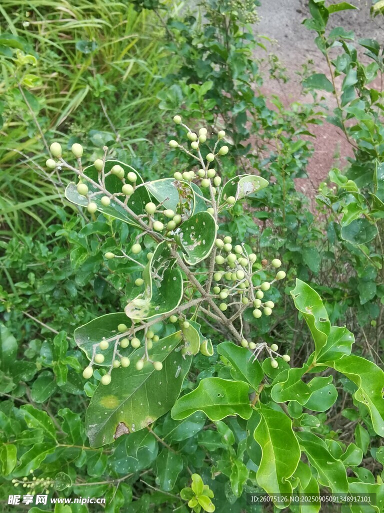 野外生長(zhǎng)的帶果綠色植物