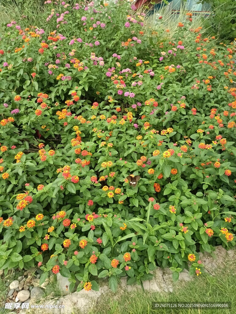 多彩花叢綻放生機(jī)