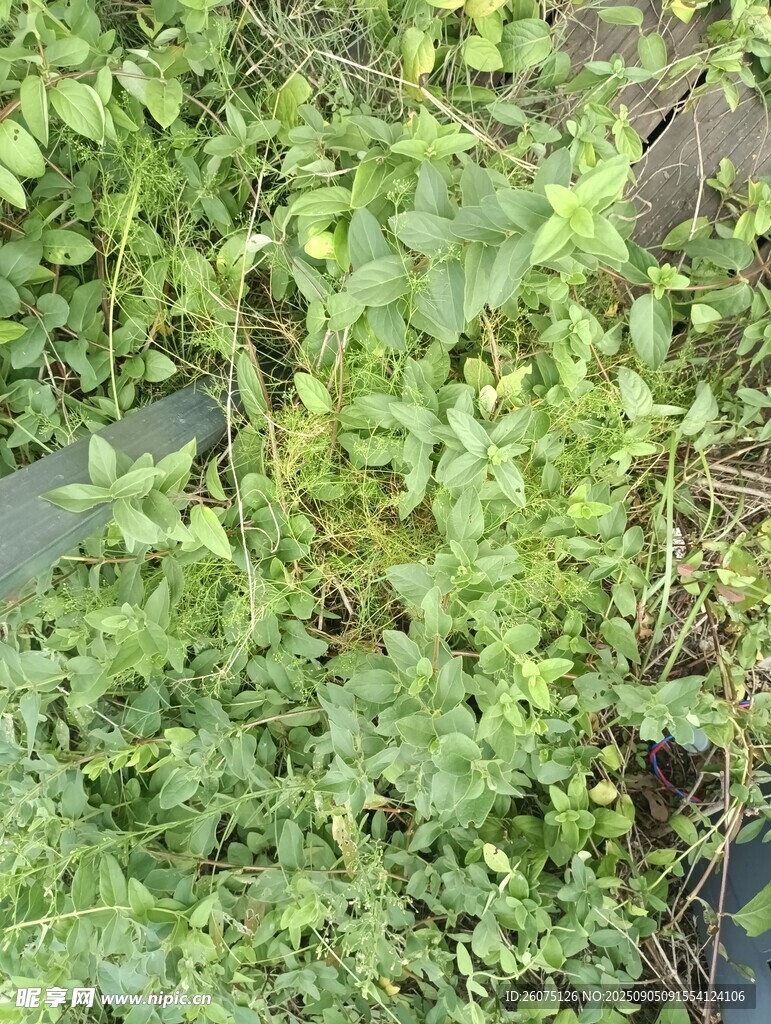 野外繁茂綠植景觀