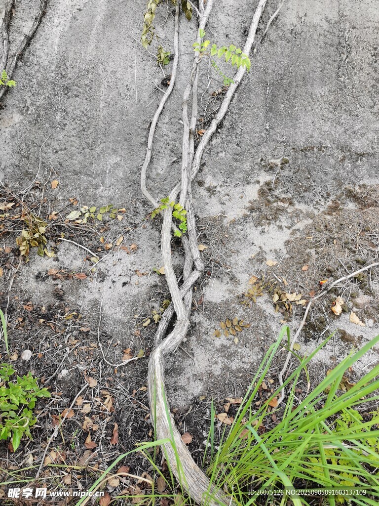 巖石縫隙中生長(zhǎng)的藤蔓