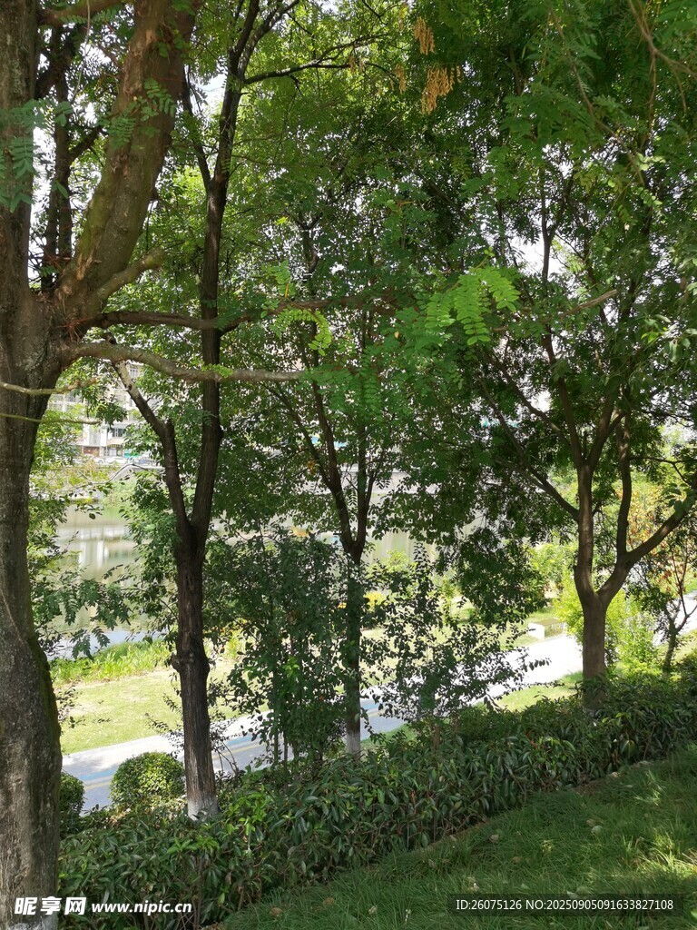 綠樹成蔭的河畔景致
