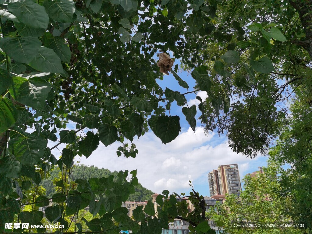 透過(guò)樹葉望城市高樓