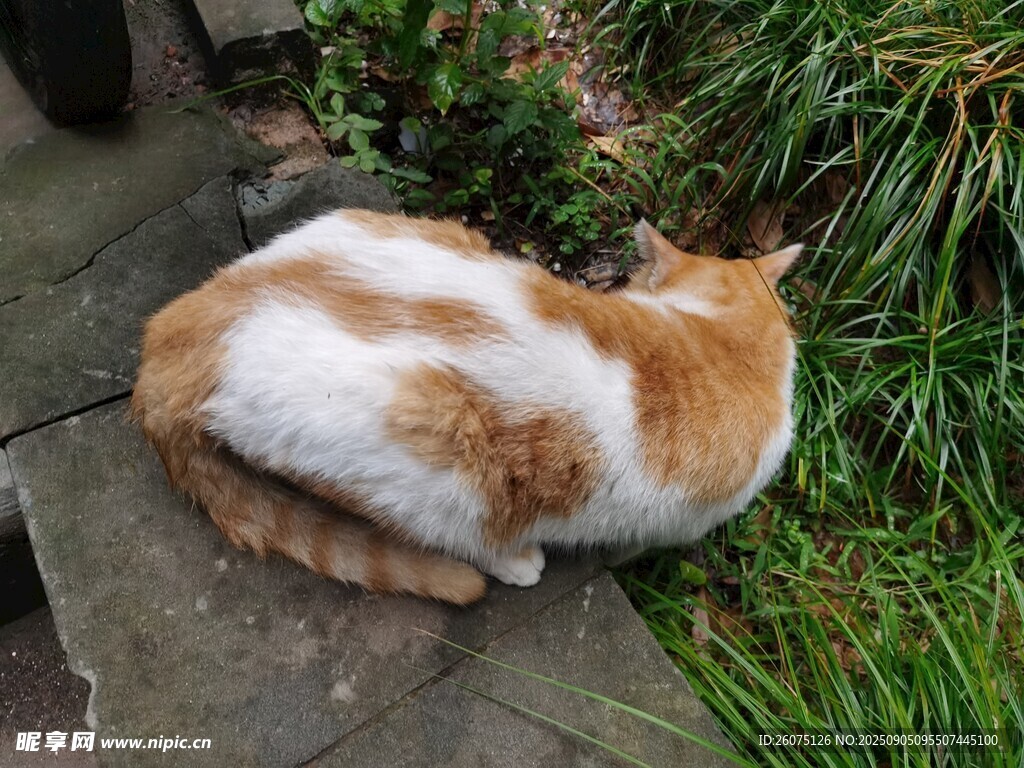 蜷臥草地的橘白貓咪