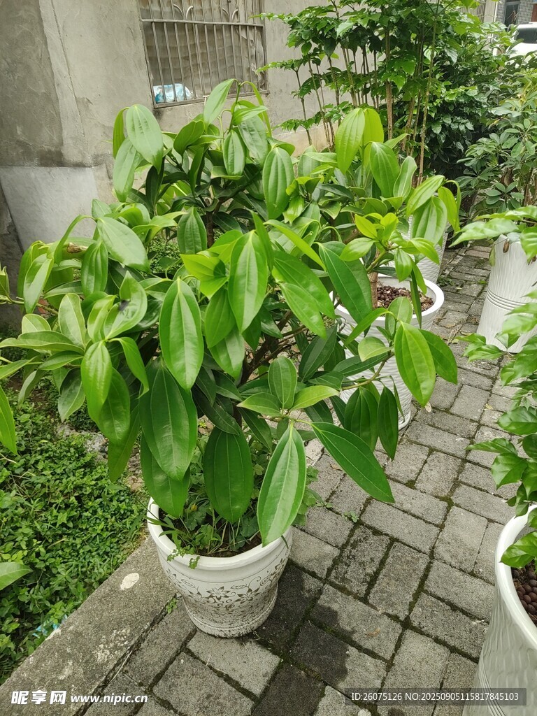 戶外綠植盆栽生機盎然