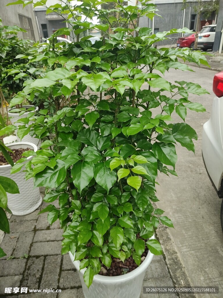 盆栽綠植生機盎然