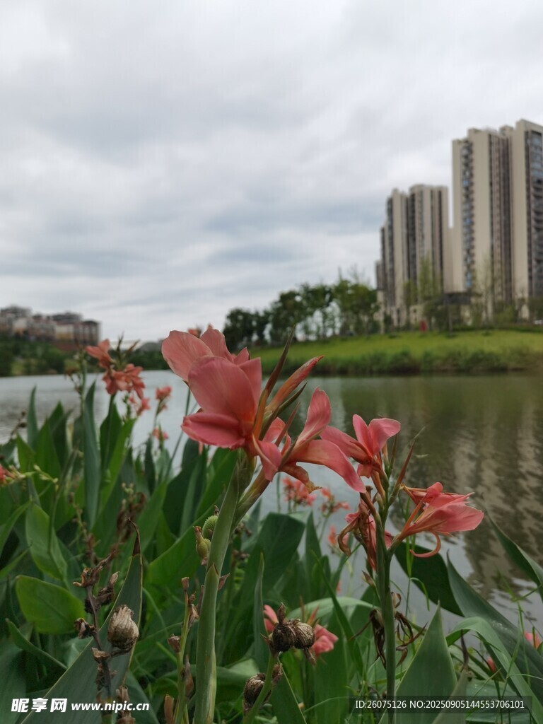 湖畔紅花與遠(yuǎn)處高樓