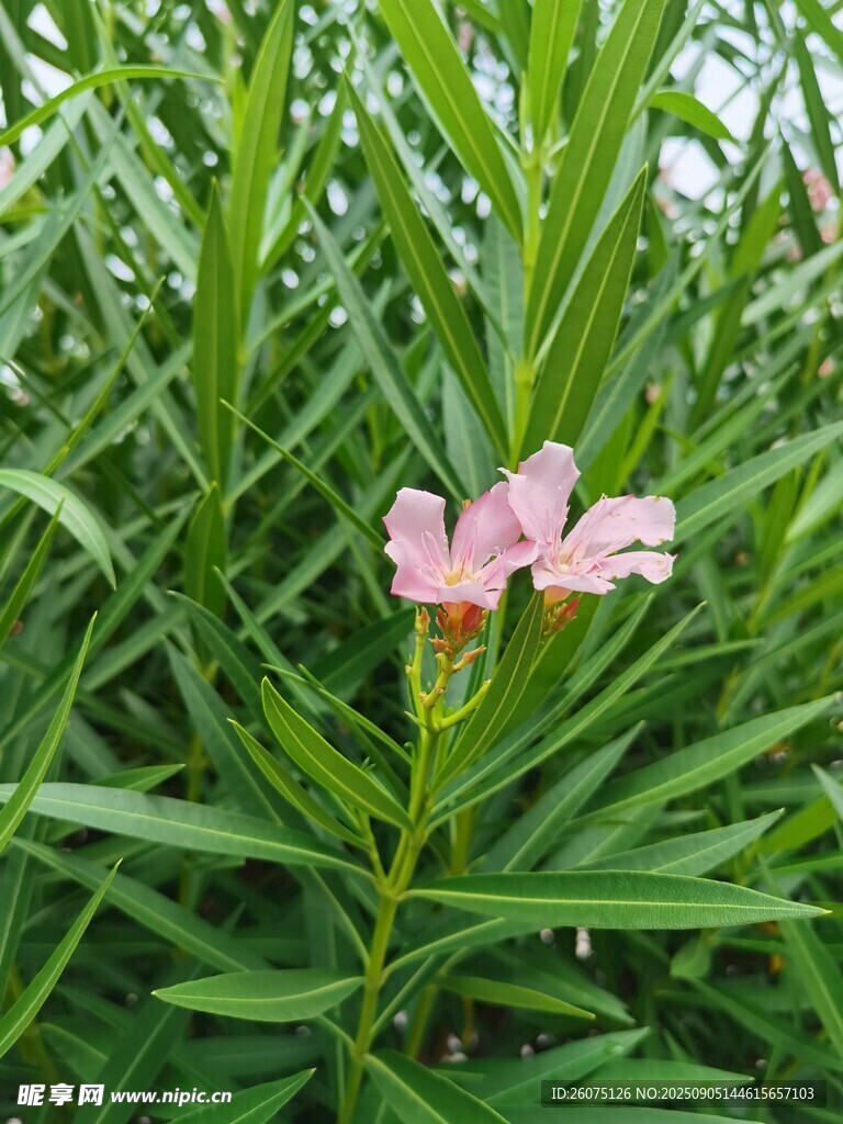 綠葉叢中綻放的嬌艷小花