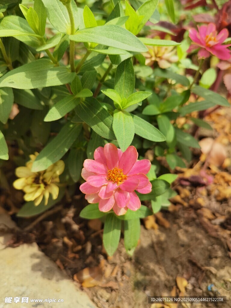 嬌艷綻放的多彩金雞菊