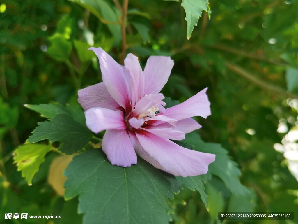 嬌艷木槿花