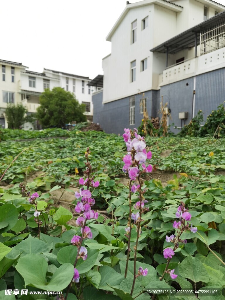 庭院旁綻放的紫色花卉