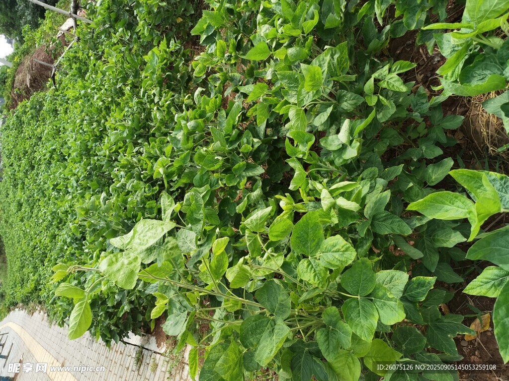 翠綠繁茂的豆類(lèi)植株