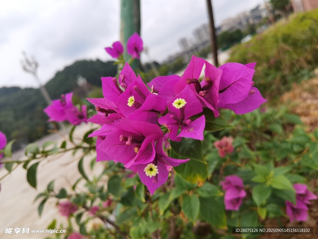 嬌艷三角梅綻放于路旁