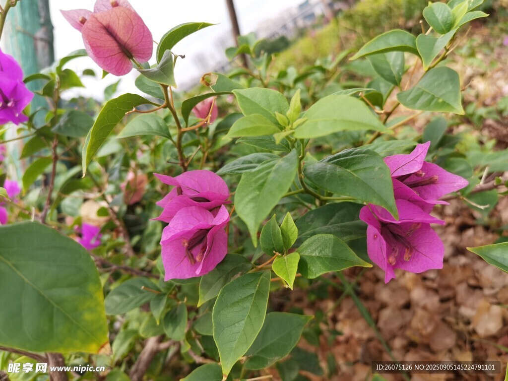 綻放的紫色花卉