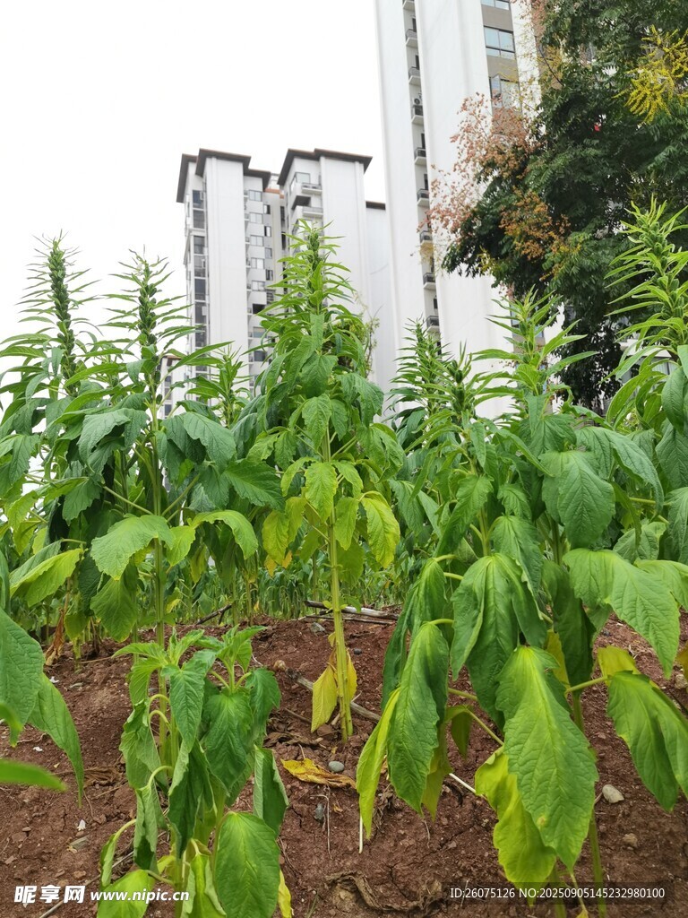 城市中的芝麻種植區(qū)域