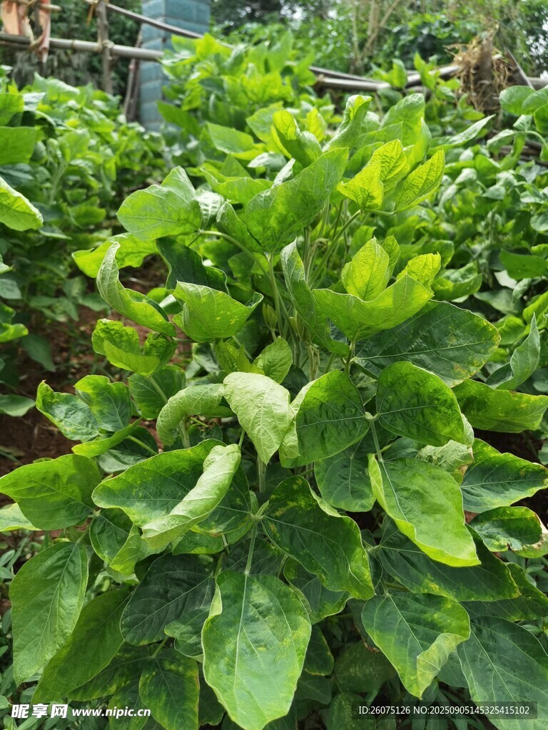 翠綠茂盛的豆類綠植植株