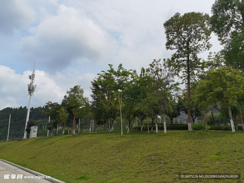 戶外綠意盎然的草地與樹木
