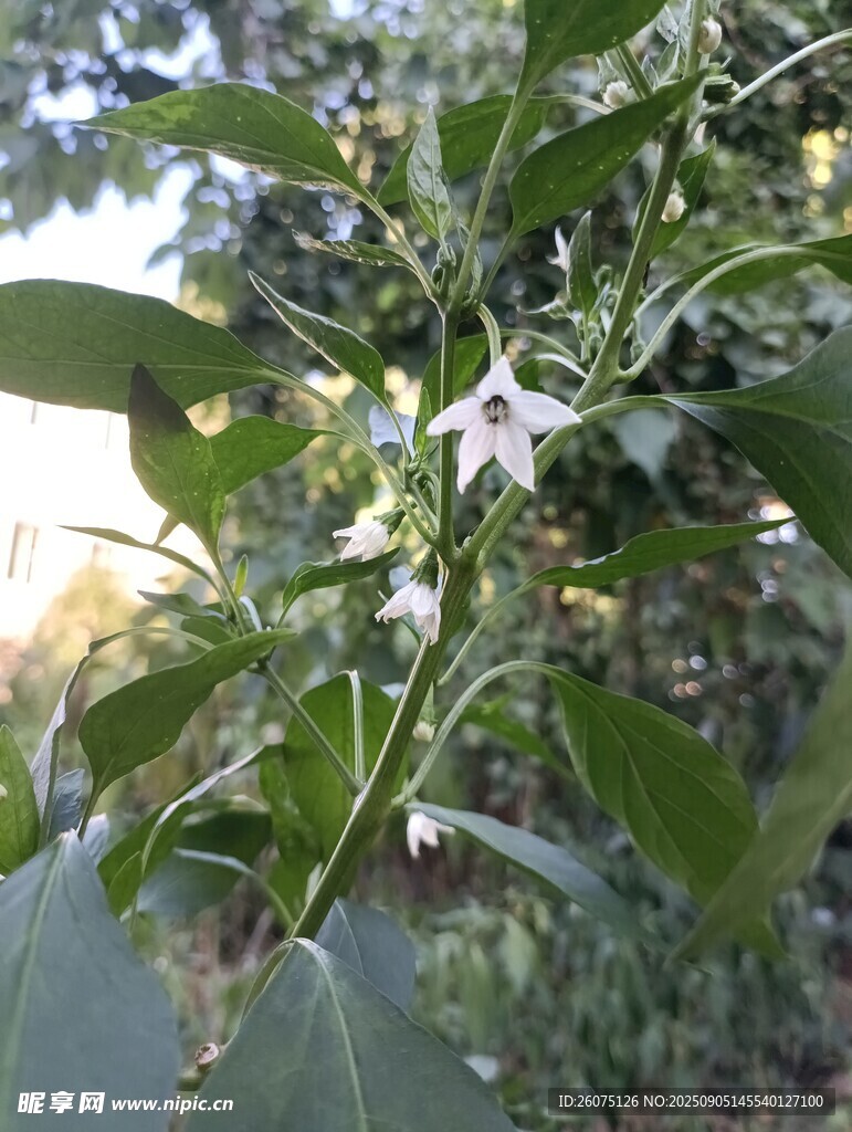 綠葉間綻放的白色辣椒花