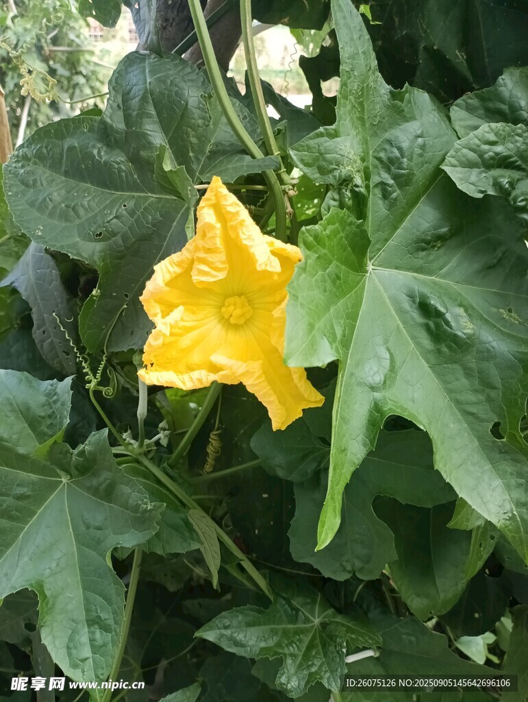 黃色南瓜花綻放綠葉間