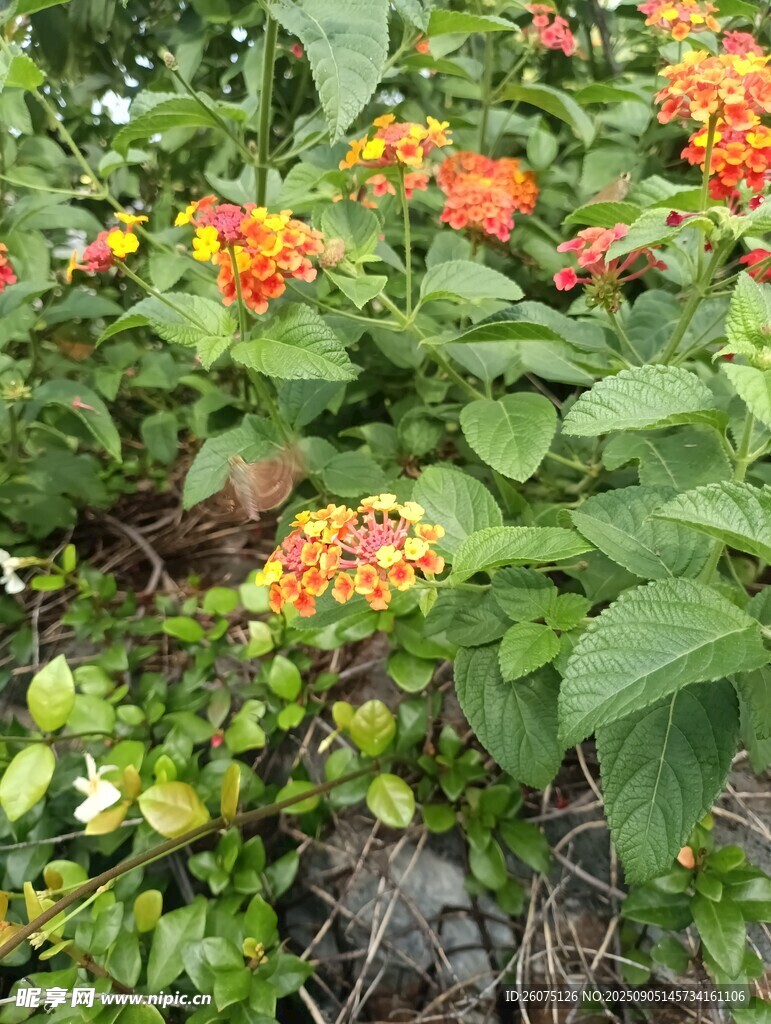 多彩馬纓丹綻放綠意間