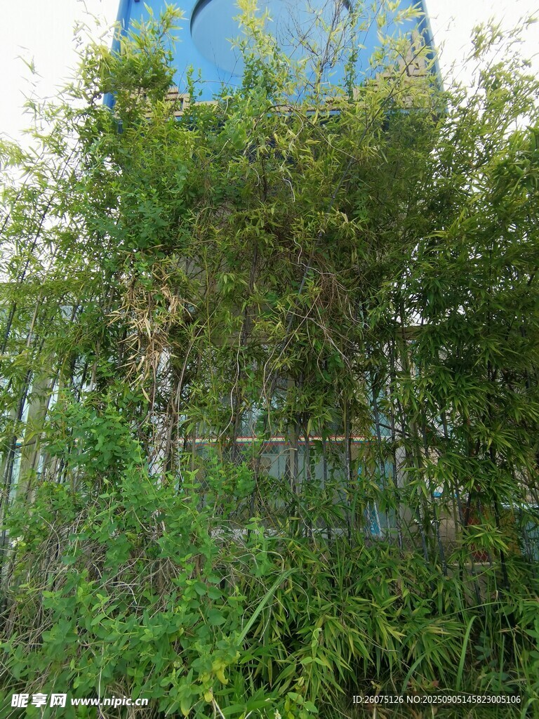 戶外繁茂綠植景觀