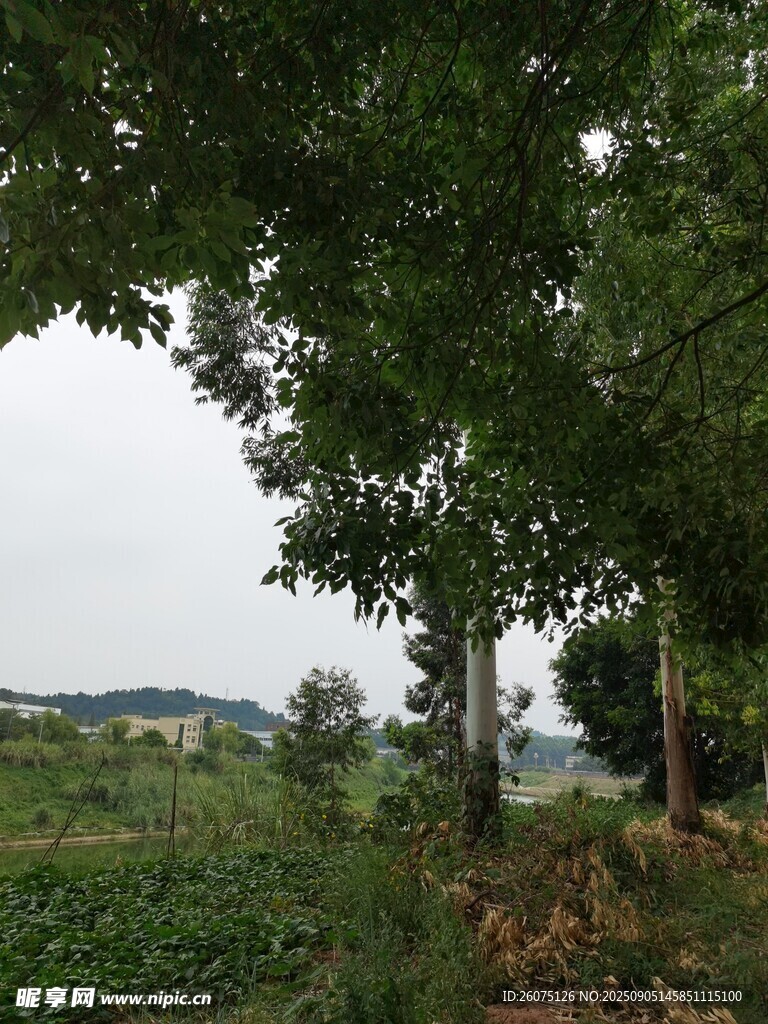 鄉(xiāng)村田野綠樹風景圖