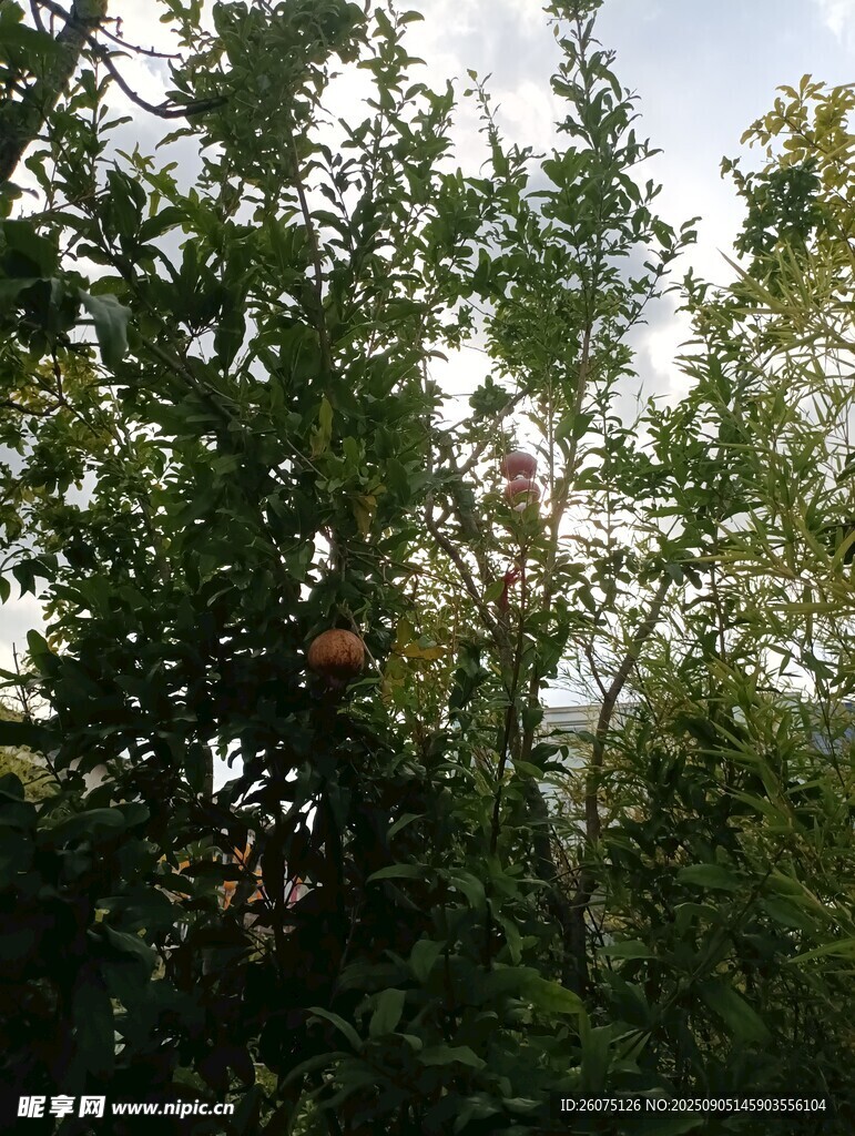 秋日樹林中的繁茂枝葉