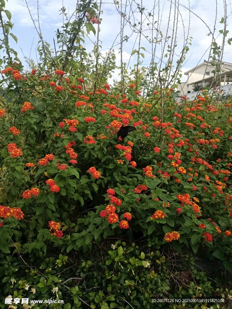 鮮艷花叢綻放生機(jī)