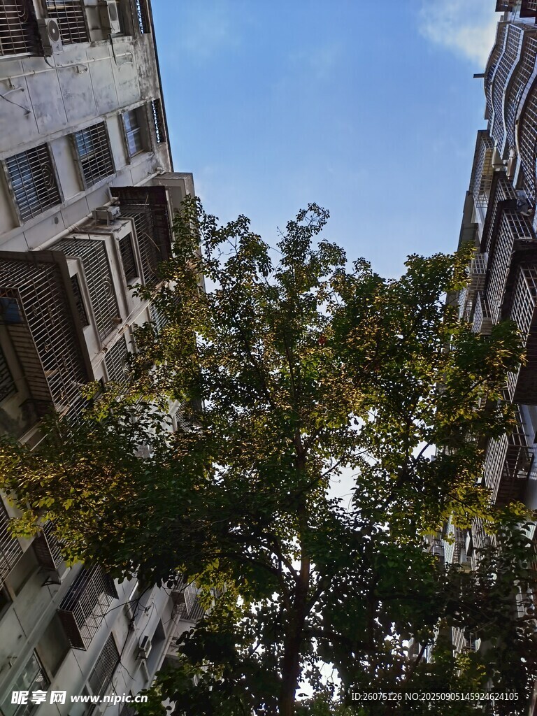 樓間綠樹映藍天