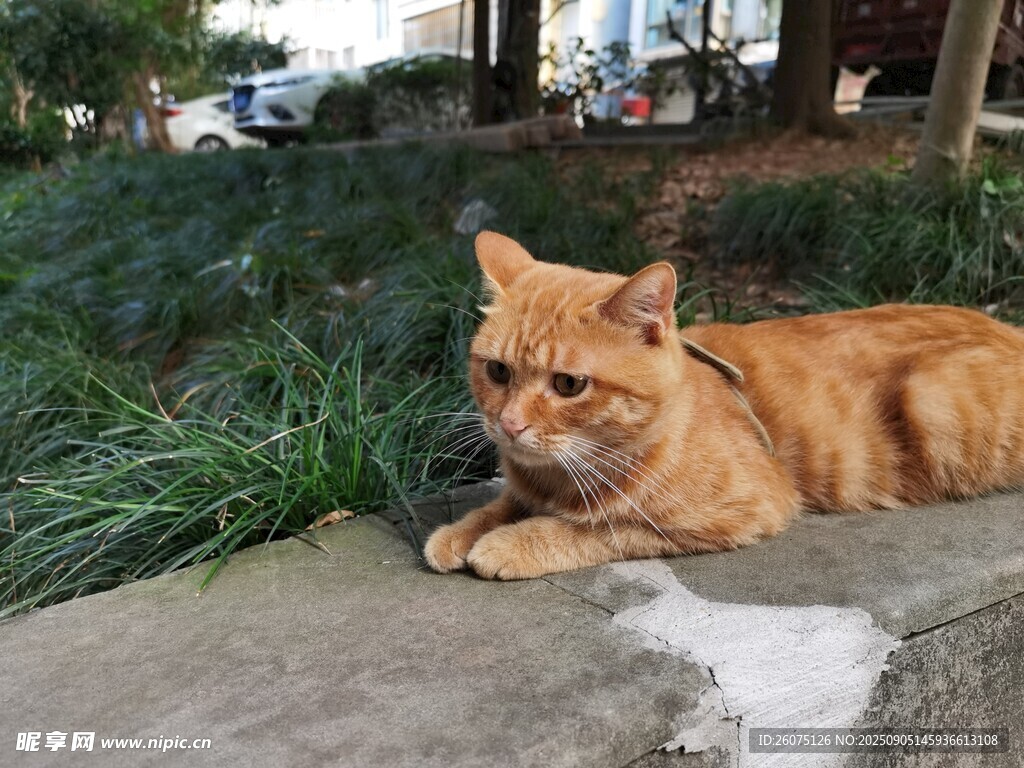 橘貓趴臥在石臺上