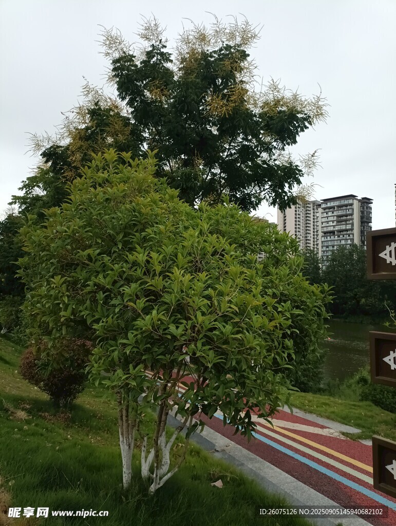城市公園綠樹景觀