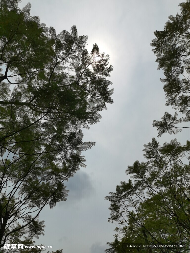仰視綠樹與天空