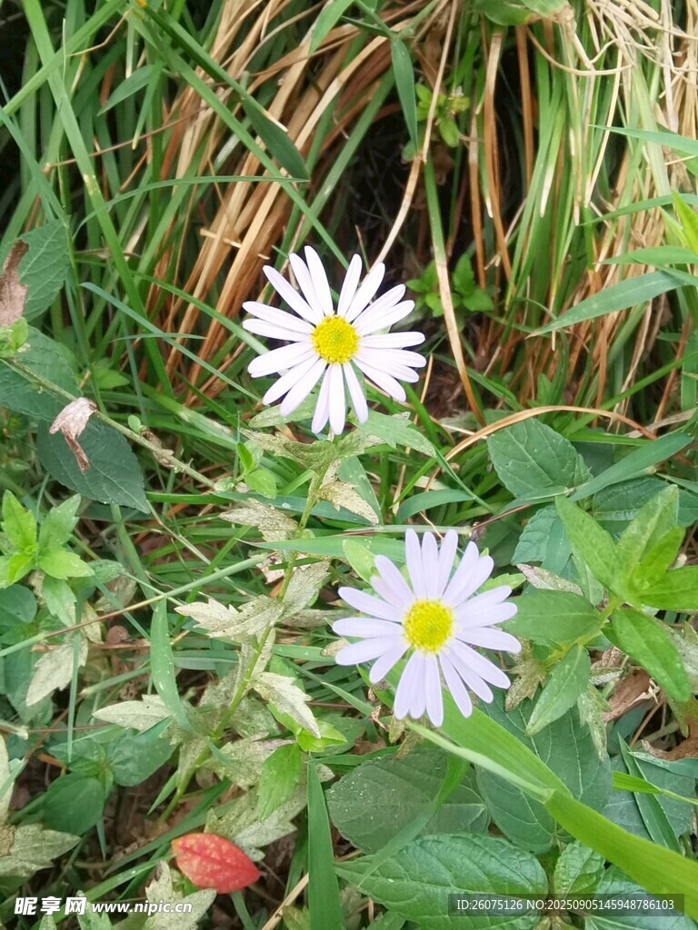 草叢中的兩朵小白菊