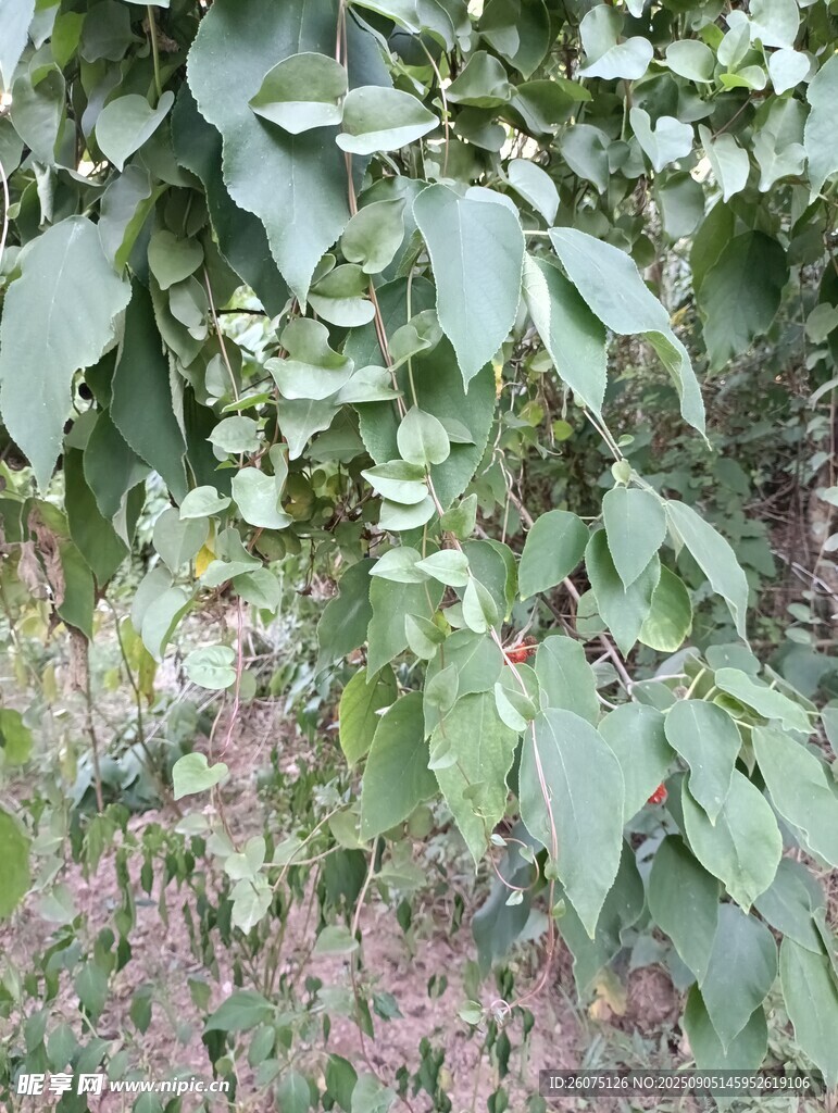 綠葉與粉色小花的景致