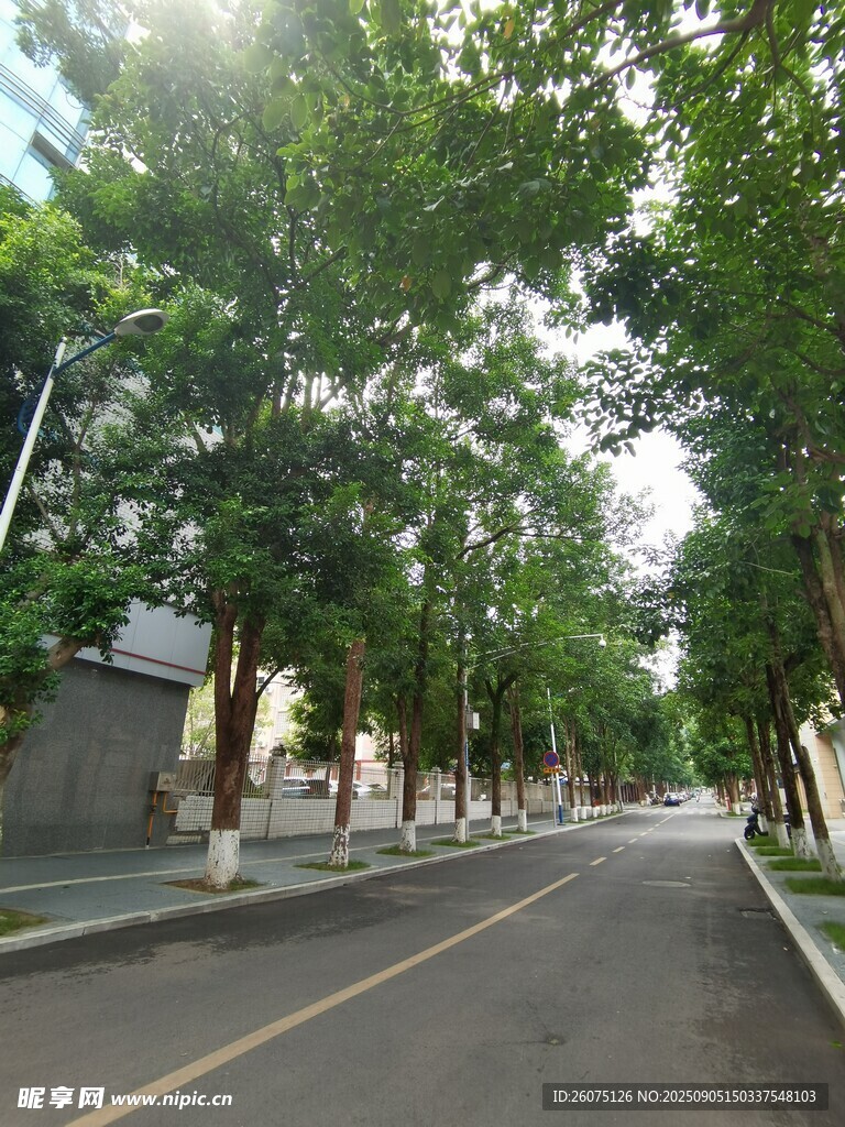 林蔭街道靜謐清新之路