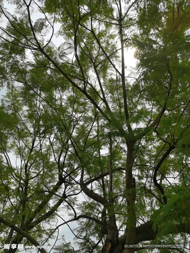 枝葉繁茂的樹木景觀
