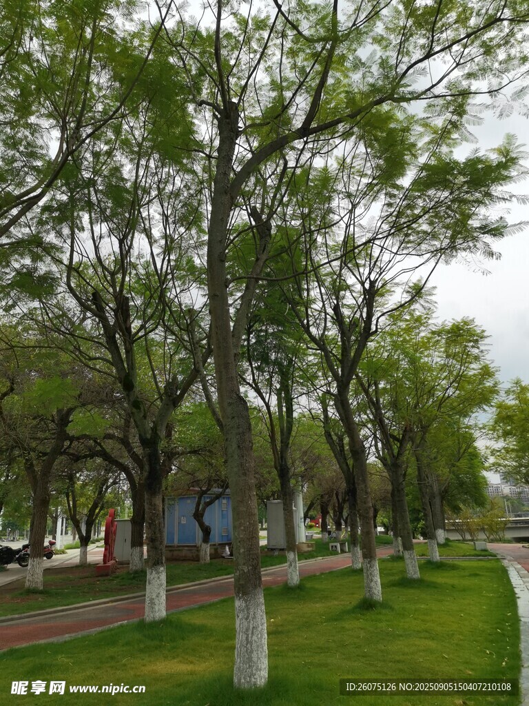 林蔭步道綠意盎然的景致