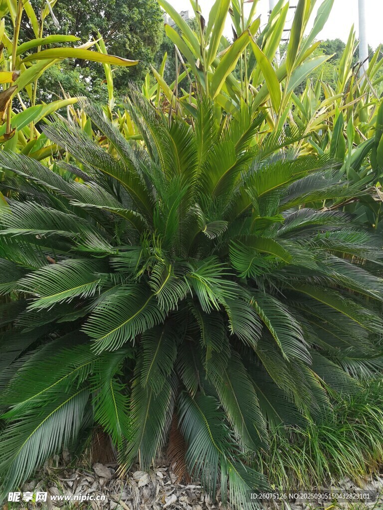 翠綠鐵樹植物景觀