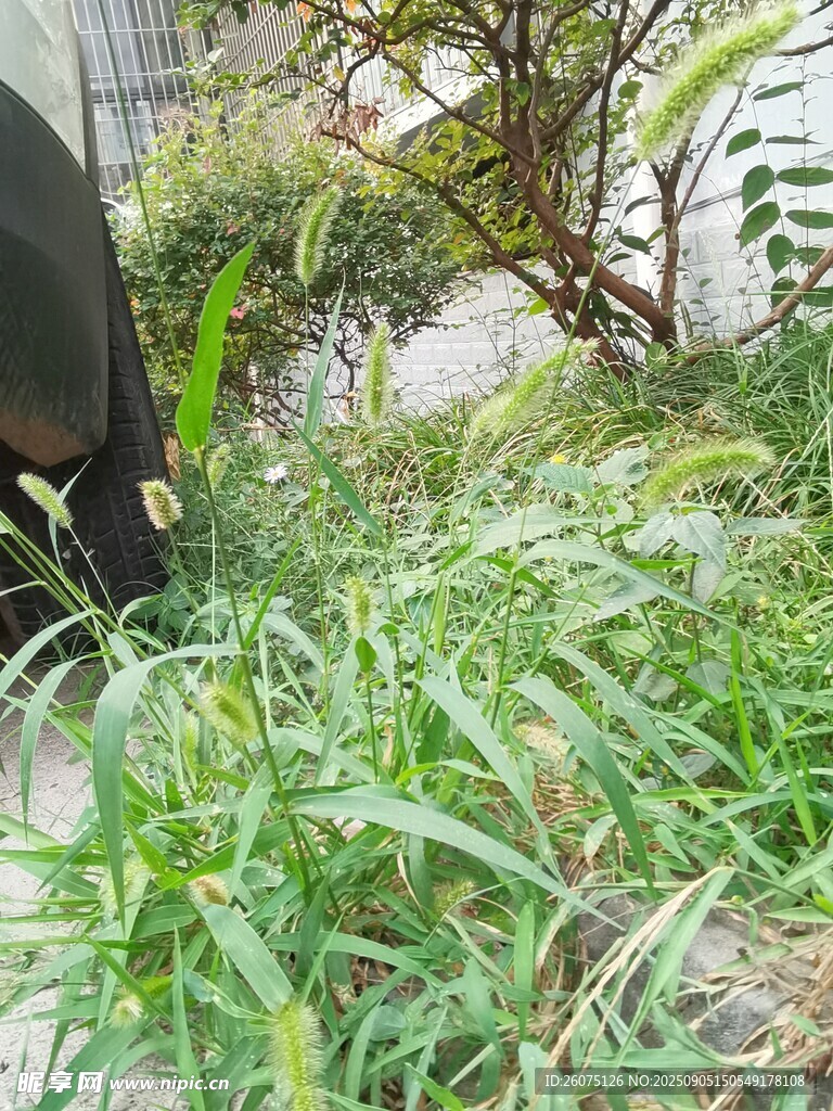 庭院中的蔥郁狗尾草