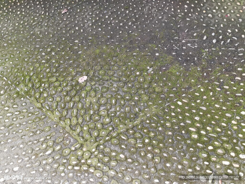 苔蘚覆蓋的碎石路面