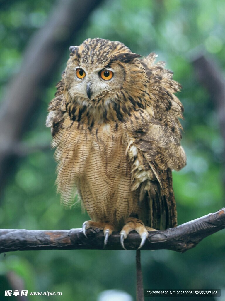 樹枝上的貓頭鷹