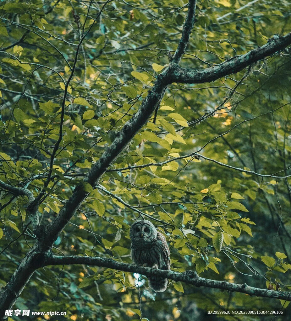 枝頭棲息的鳥