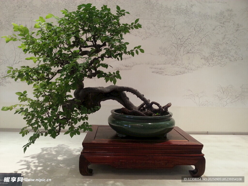 精致盆景展現(xiàn)自然之美