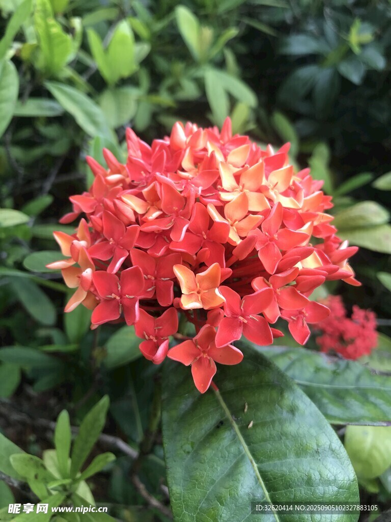 艷麗紅色龍船花綻放