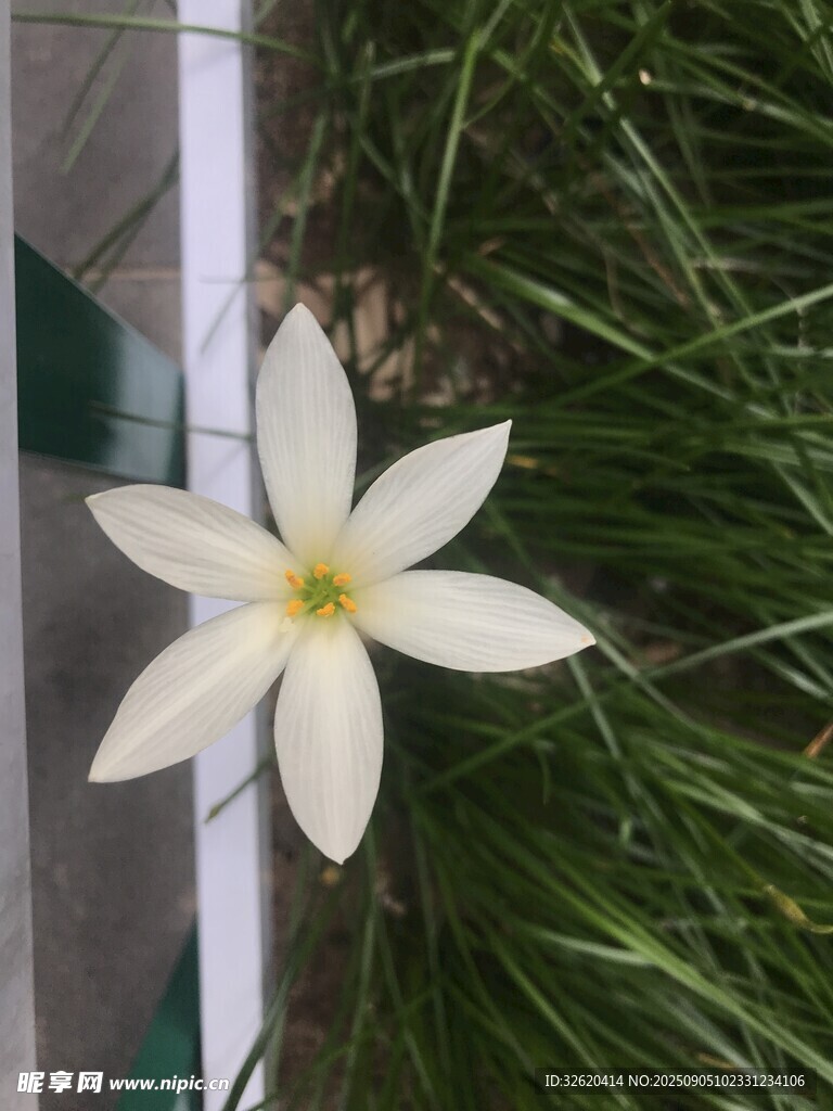 白色星狀花朵綻放