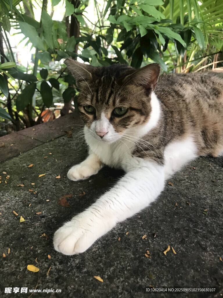 慵懶貓咪愜意趴臥
