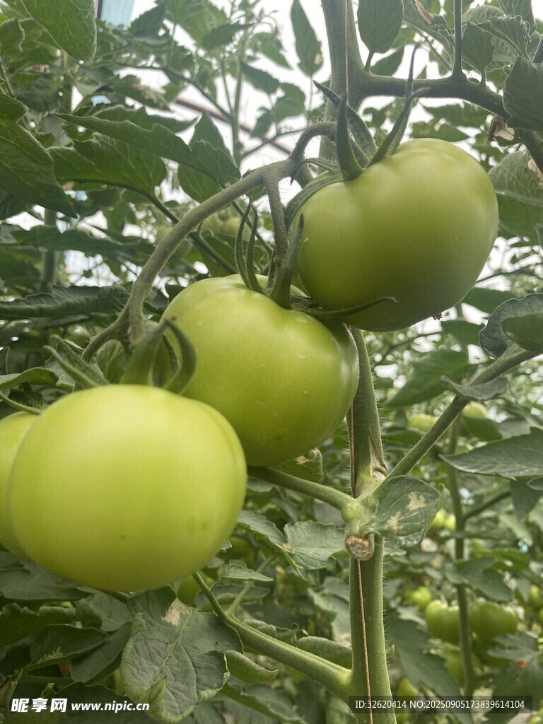 枝頭青嫩西紅柿