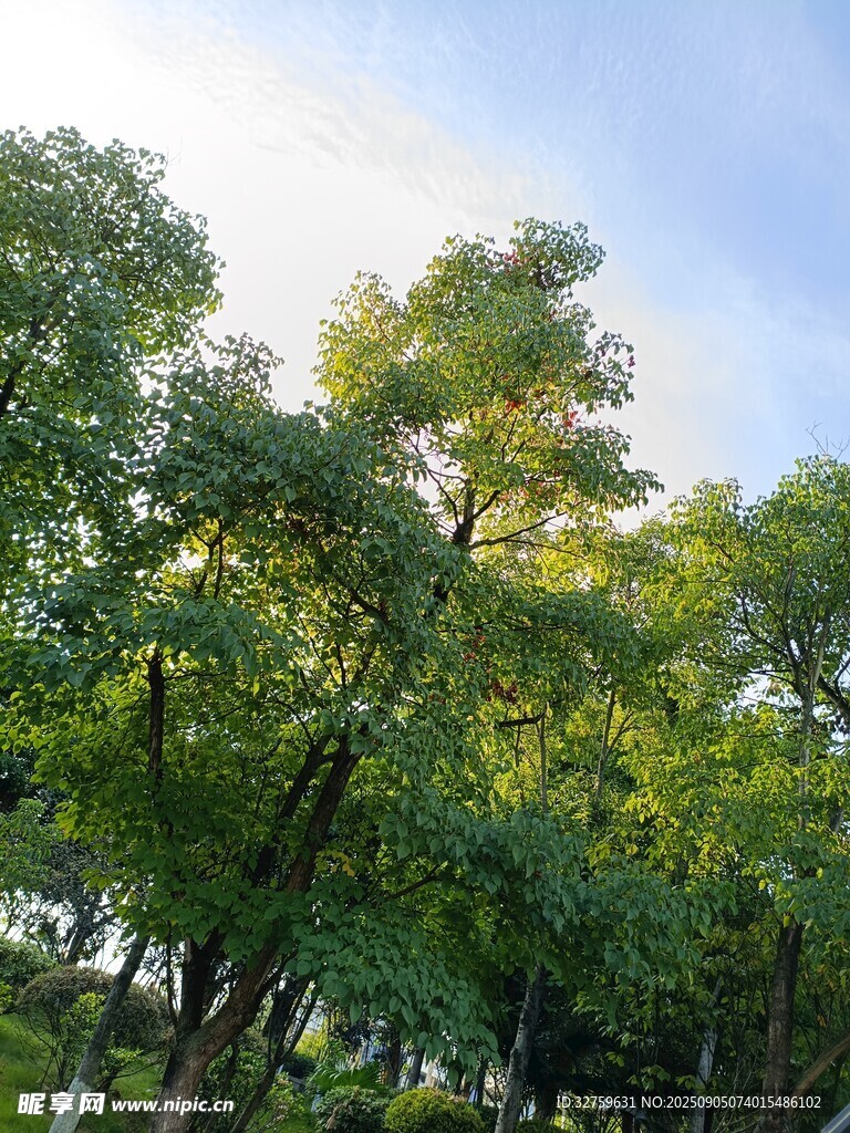 陽(yáng)光下的蔥郁樹(shù)林
