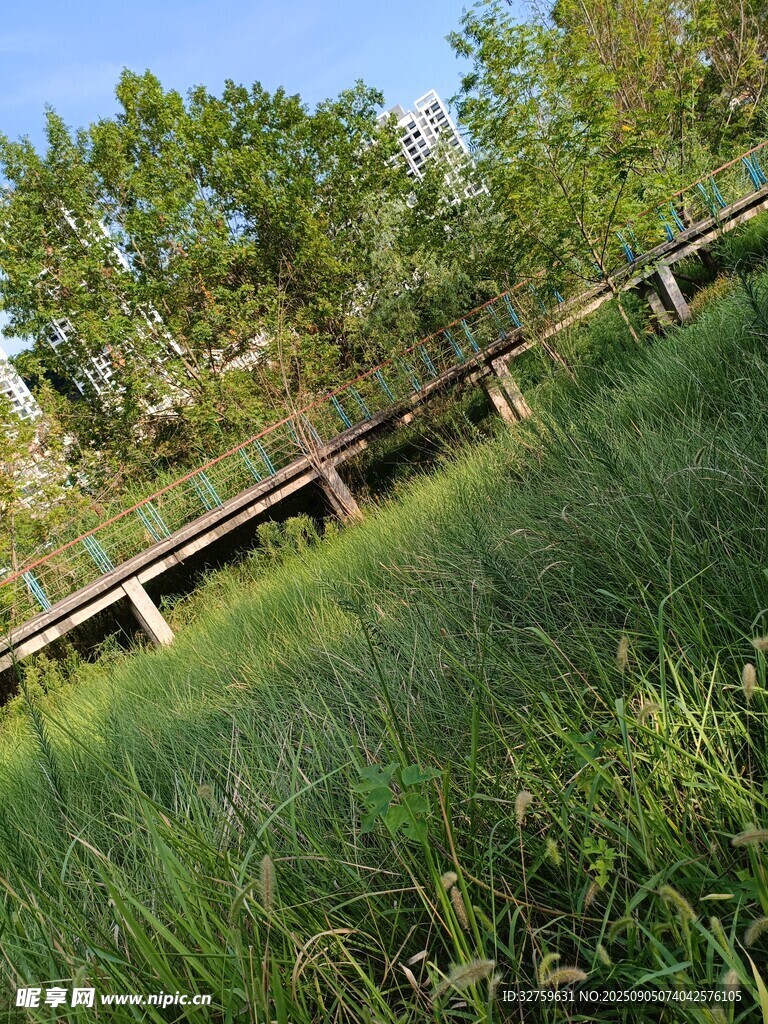 林間木橋旁的茂盛綠草