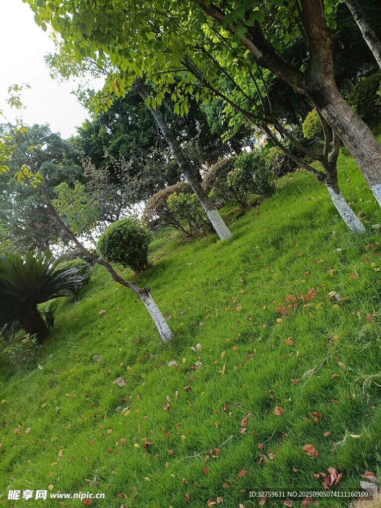 綠意盎然的園林景觀